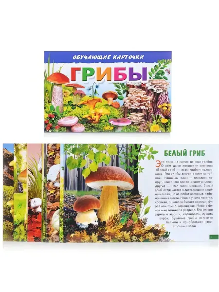 ЛитУр Обучающие карточки для детей Грибы