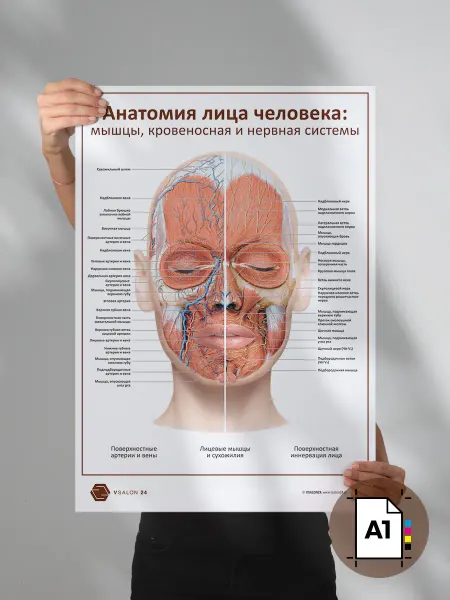 VSALON24 Плакат Анатомия лица мышцы кровь нервы А1