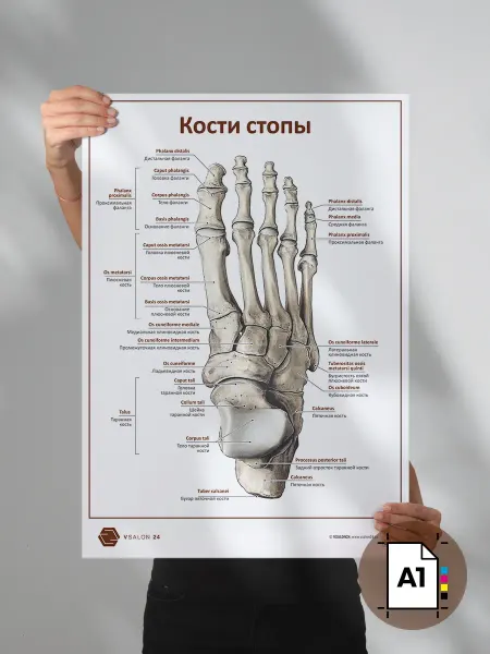VSALON24 Плакат Кости стопы формат А1