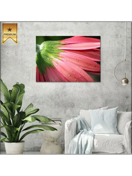 Classic Art Картина на холсте гербера в росе 20х30