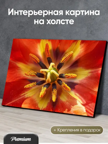HitArt Картина на холсте Красный тюльпан с тычинками
