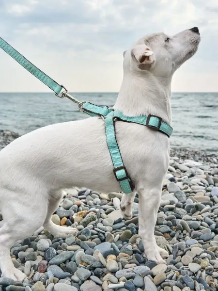 Japan Premium Pet Поводок гибридный, размер М, 120 см