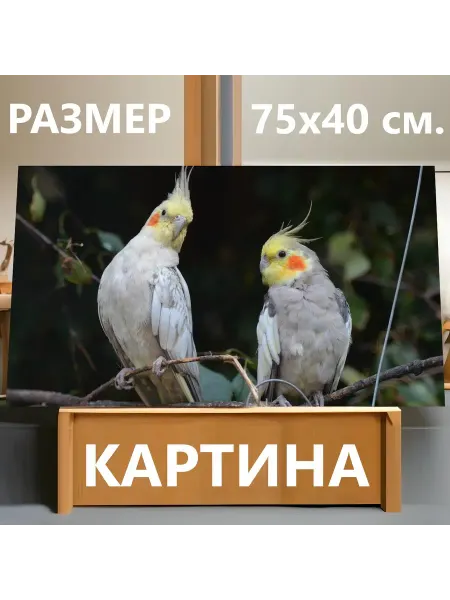 LotsPrints Картина "Корелла, карликовый попугай, попугаи" 75х40см