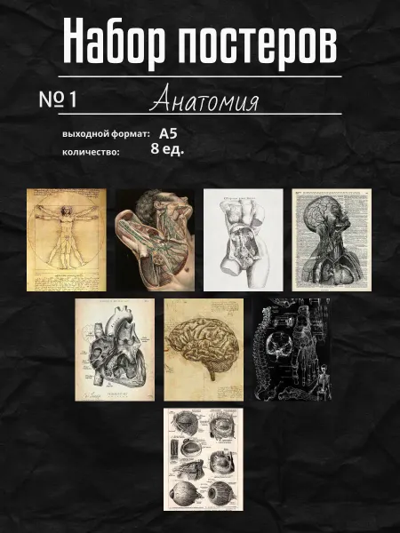 Постеры на стену А5 анатомия, карточки anatomy