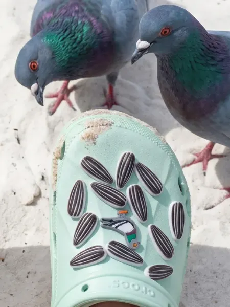 Jibba 26 штук джибитсы на crocs семечки