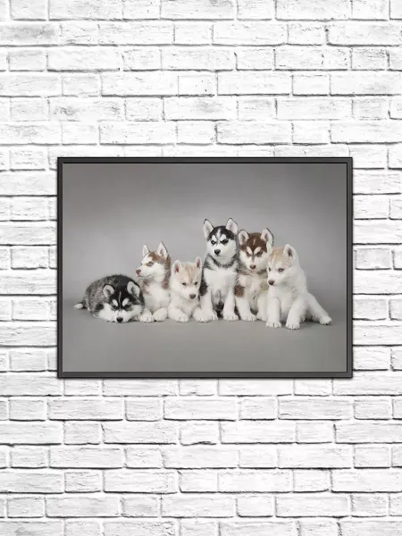 Poster Mall Постер на стену Щенки Хаски 30х40
