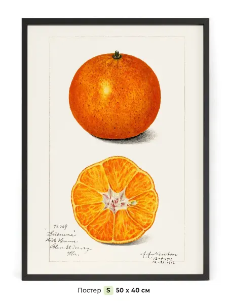 NIPPON PRINTS Постер на стену с апельсином 50 x 40 см в тубусе