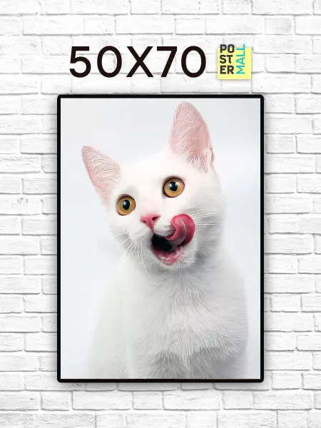 Poster Mall Постер на стену Фото Белая Кошка 50х70