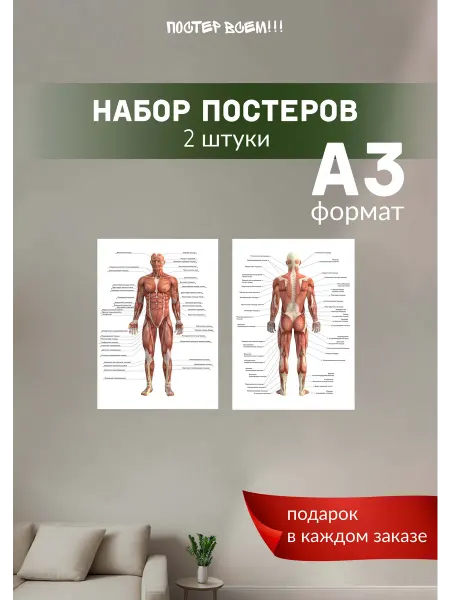Постер всем Постеры мышцы человека