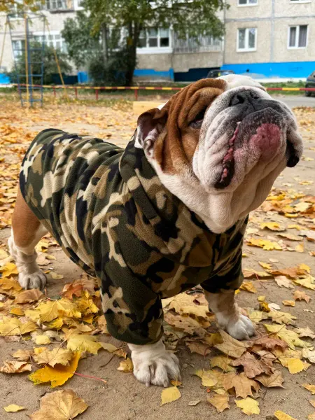 Dogfriendly.store Толстовка для собак крупных пород