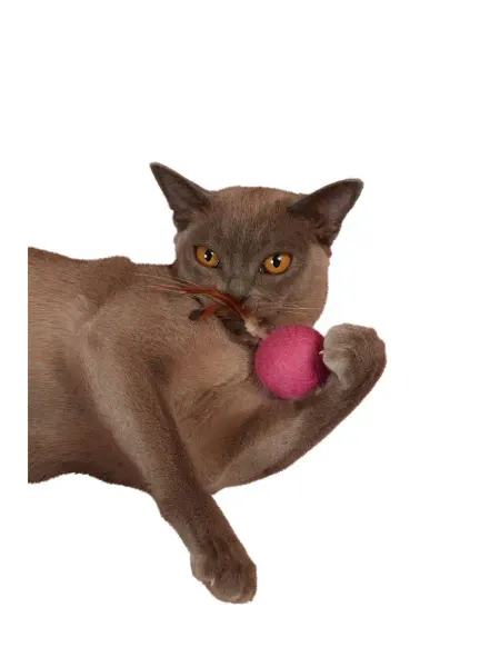 Japan Premium Pet Игрушка Мяч из овечьей шерсти