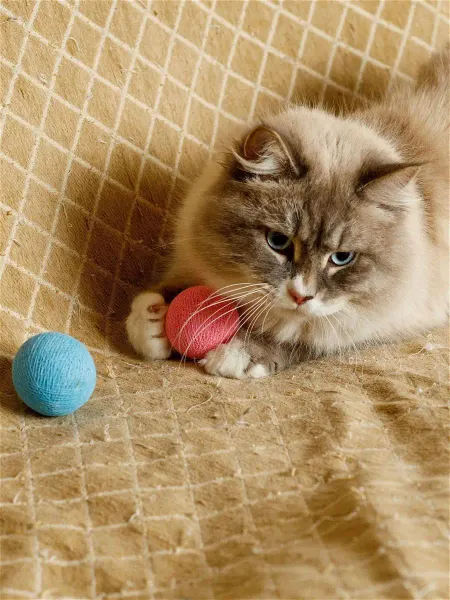Japan Premium Pet Игрушки мячики клубки для кошек