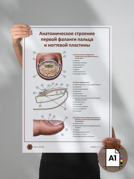 VSALON24 Плакат Анатомия строения фаланги пальца А1