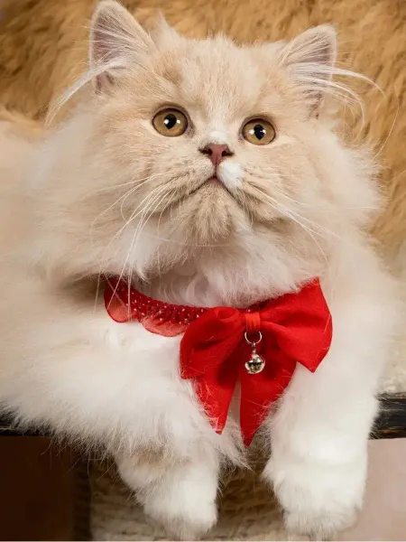 Japan Premium Pet Ошейник чокер декоративный для кошек размер SSS