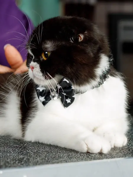 Japan Premium Pet Ошейник чокер декоративный для кошек SS
