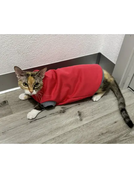 Свитер толстовка для кошек