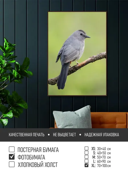 ПолиЦентр Постер на фотобумаге Серая птичка на ветке, 70х100 см