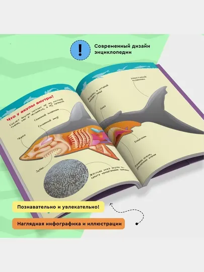 Акулы, киты и дельфины, Энциклопедия для детского сада