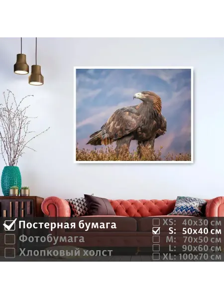 ПолиЦентр Постер на стену "Хищная птица смотрит вдаль" 50х40 см