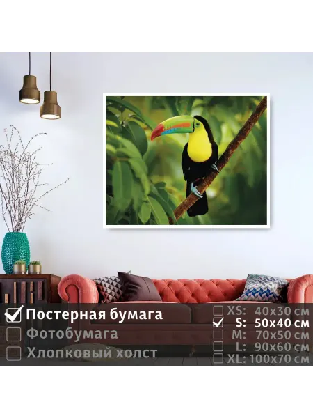 ПолиЦентр Постер "Тропическая птица тукан сидит на ветке" 50х40 см