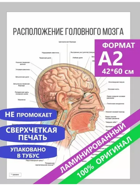 Pank.serg Постеры А2 по анатомии расположение головного мозга