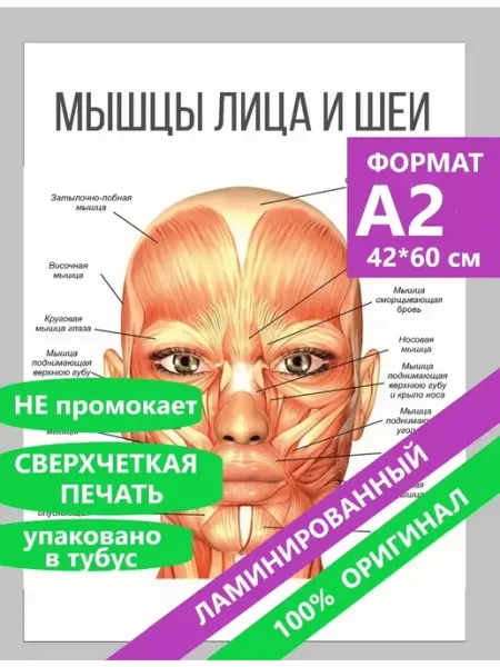 ТипоБереста Постеры А2 по анатомии мышцы лица и шеи