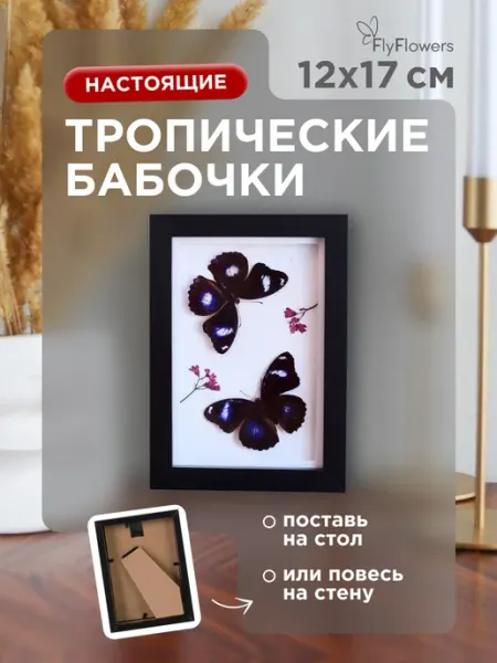 FlyFlowers Картина в рамке Тропическая бабочка