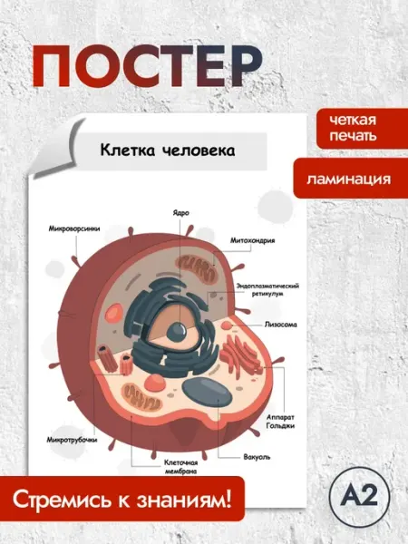 StickerHouse Natali Pank Постер клетка человека
