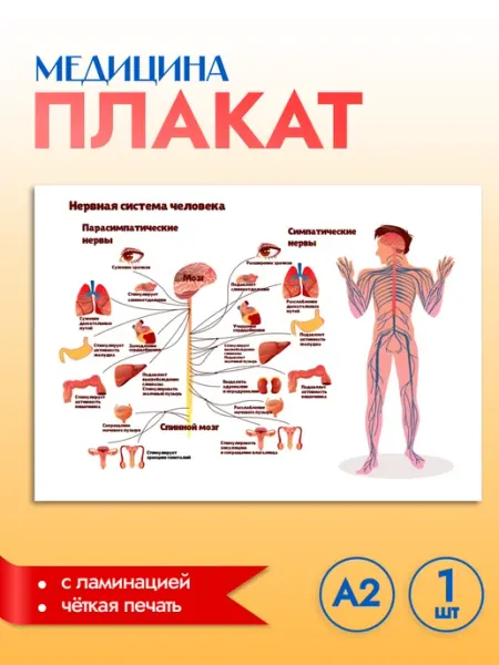 Pank.serg Плакат, медицина нерваня система человека