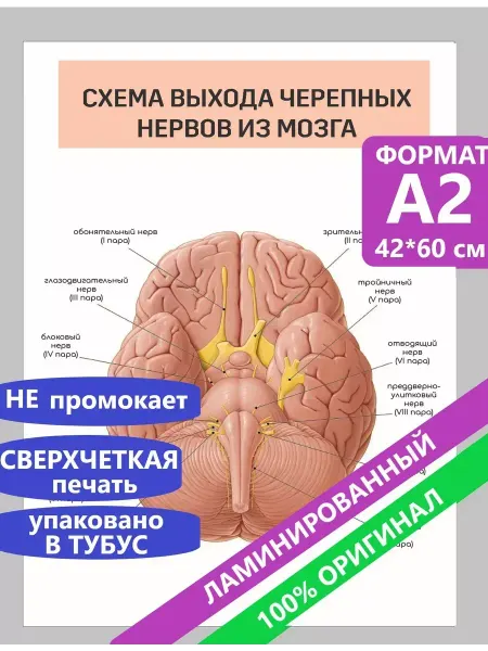 ТипоБереста Постеры А2 по анатомии Схема выхода черепных нервов из мозга
