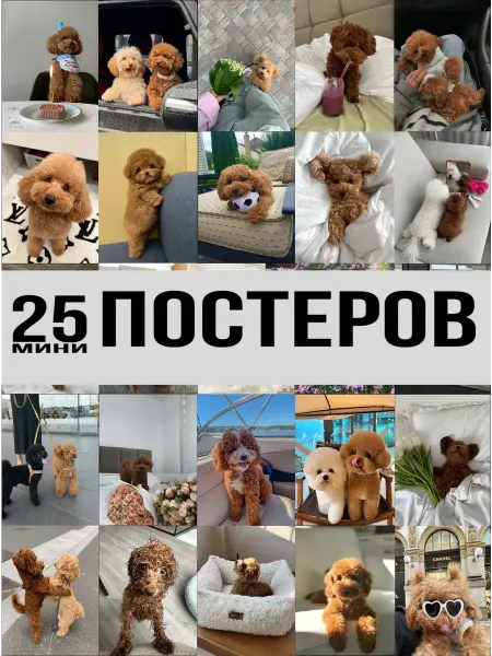 · K&M Room постеры с собачками