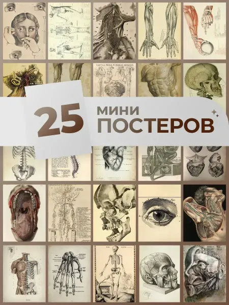 Pank.serg анатомия винтаж постеры медицинские ретро