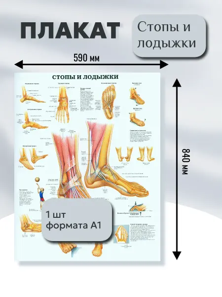 Постер формат А1 "Стопы и лодыжки"