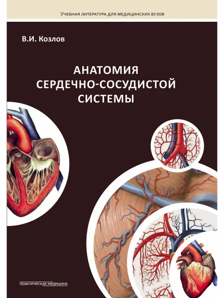 Практическая медицина Анатомия сердечно-сосудистой системы