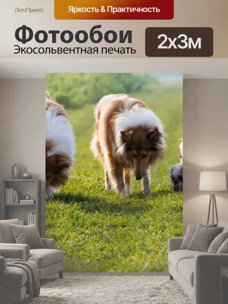 LotsPrints Фотообои "Колли, собака, домашнее животное" 2x3м