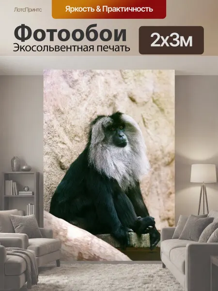 LotsPrints Фотообои "Животное, обезьяна, чернить" 2x3м