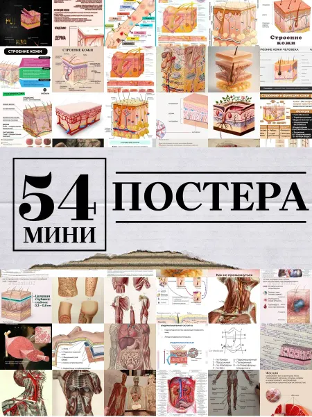 1-й Стикер Минипостеры 54 шт анатомия кожа медицинский