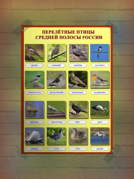 Frykt Постер "в детскую"