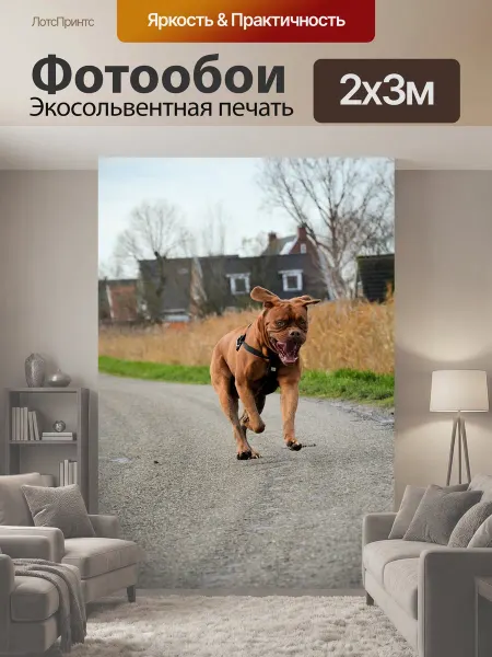 LotsPrints Фотообои "Собака бордо, счастливый, щенок" 2x3м