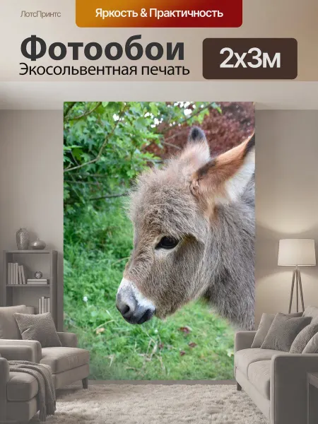 LotsPrints Фотообои "Осел, осел миниатюре, ослик" 2x3м