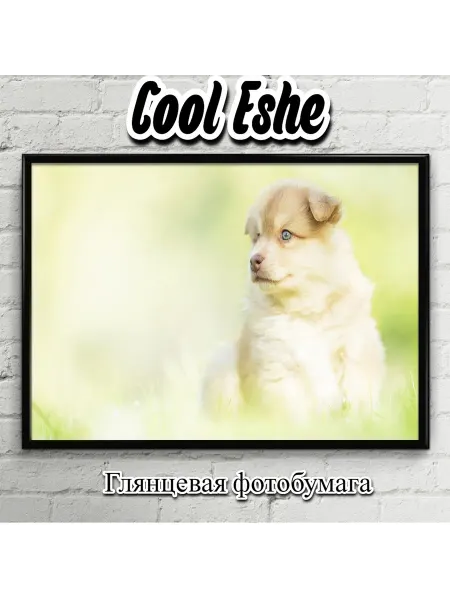 Cool Eshe Постер "Светлое фото, милая собачка" А3