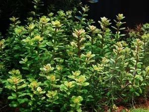 Аммания Бонсай (Ammania sp. Bonsai) Живое растение для аквариума