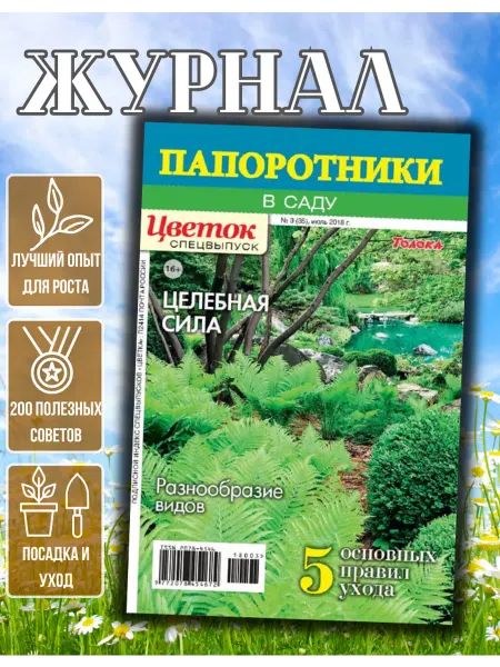 Домашние цветы Журнал о садовых цветах. Папоротник. Выращивание