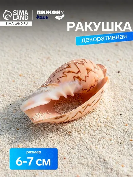 SOLNARIS Декоративная ракушка для аквариума и террариума 6-7 см
