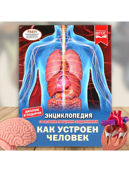 Умка Книга детская энциклопедия с заданиями Как устроен человек