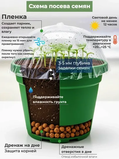 Семена Кипарис аризонский 30 шт (Cupressus arizonica)