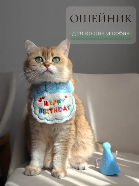 ARR Воротничок на день рождения для кошек и собак, оранжевый