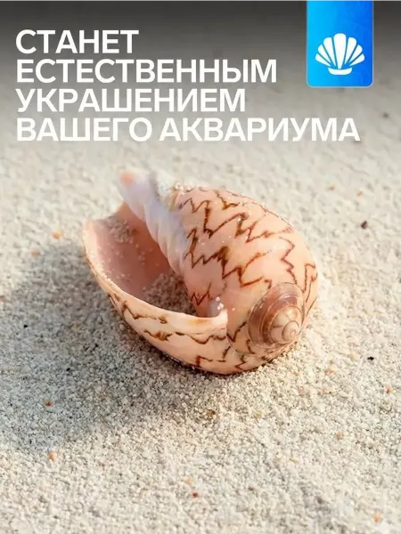 Декоративная ракушка для интерьера и аквариума