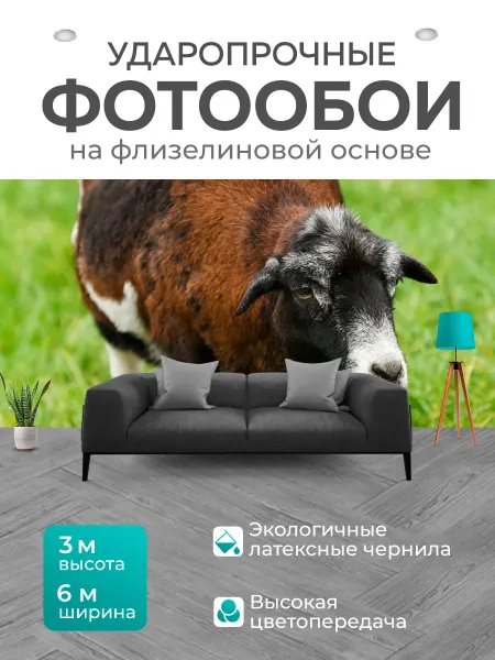 LotsPrints Фотообои "Животное, браун, страна" 6x3м