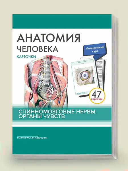 Практическая медицина Карточки "Анатомия человека Спинномозговые нервы" 47 шт